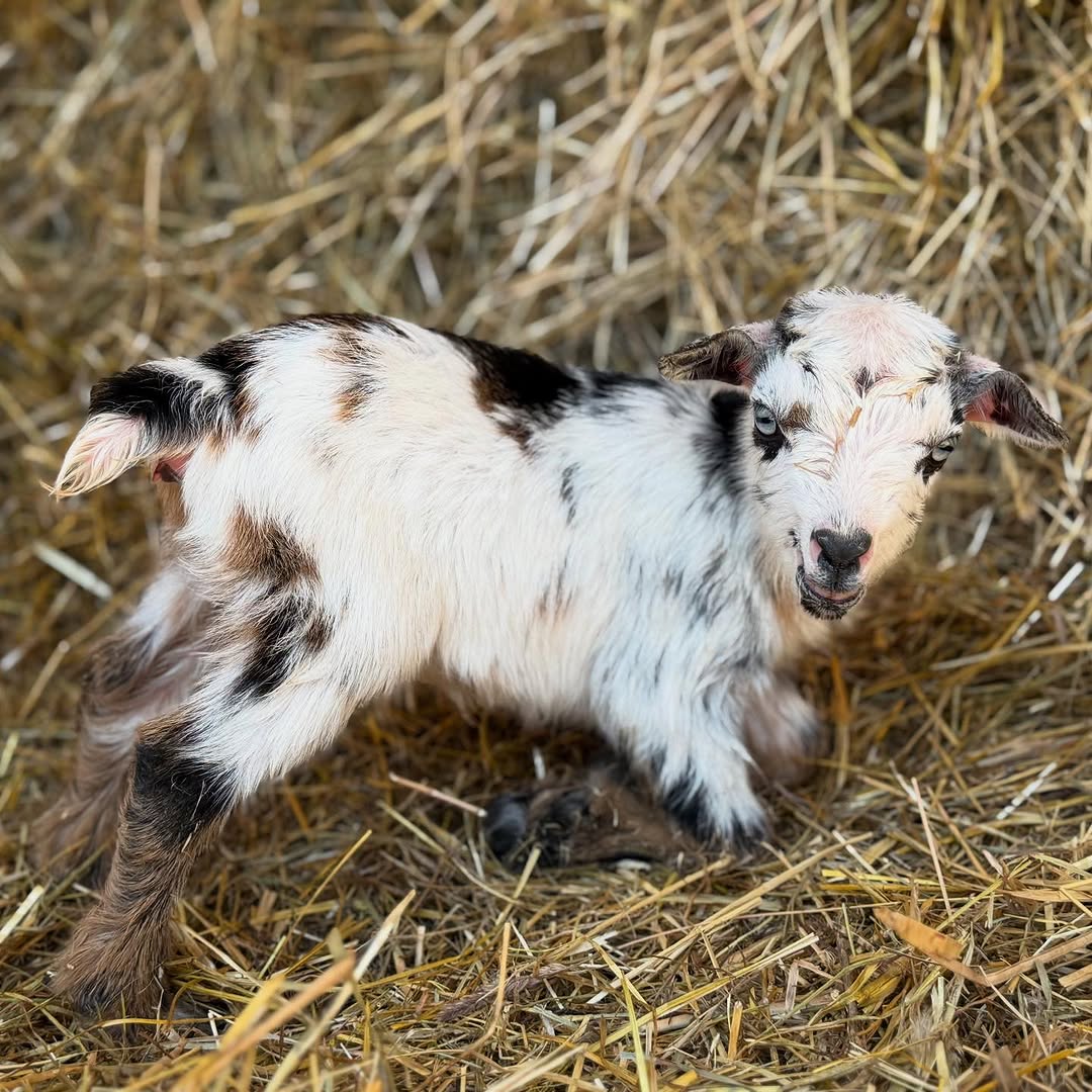 Nigerian dwarf goats for sale near me